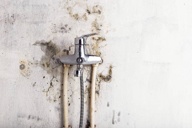 Best Best Mold Removal Companies  in Butte, AK