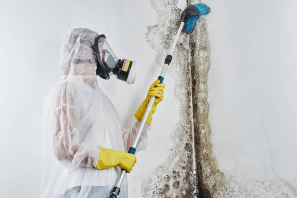 Butte, AK Mold Removal Company