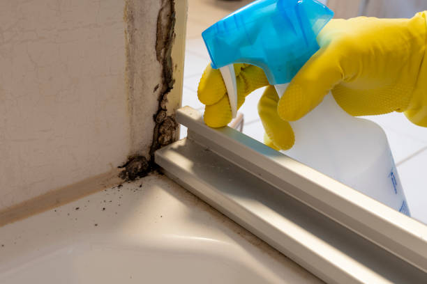 Mold Testing and Removal in Butte, AK