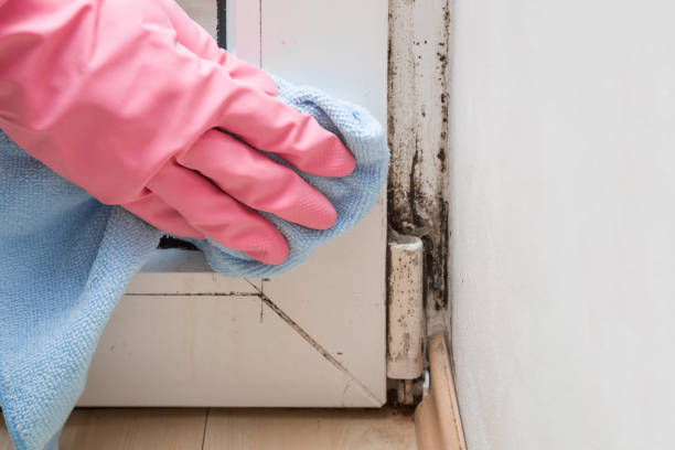Best Local Mold Removal Service  in Butte, AK
